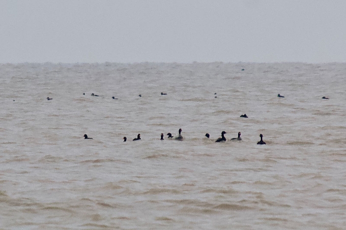 Trauerenten weit verteilt auf dem Wasser