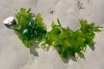 Meersalat an Herzmuschel