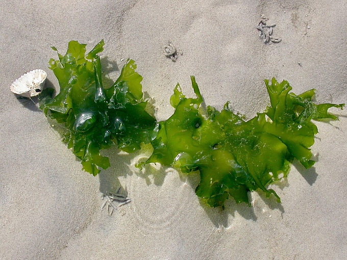 Meersalat an Herzmuschel