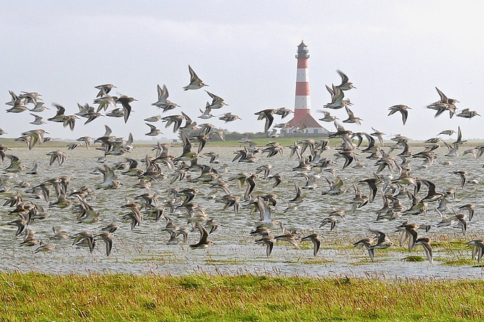 Vogelschwarm bei Landunter am Leuchtturm