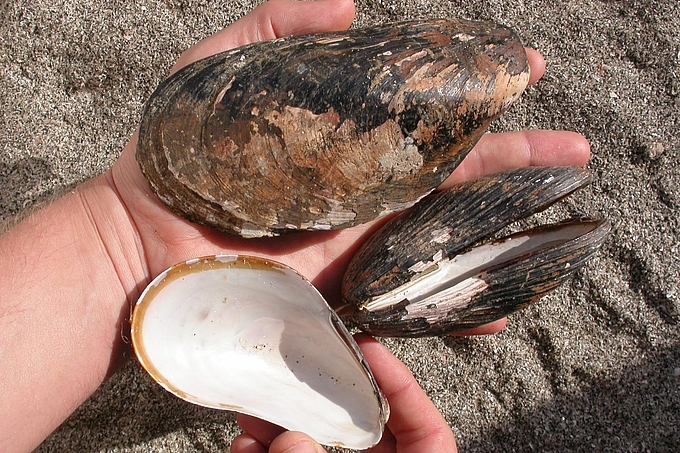 Rossmuscheln in der Hand