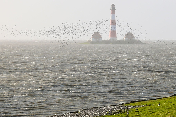 Vogelschwärme zwischen Deich und Leuchtturm Westerhever bei Landunter 