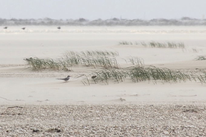 Küstenseeschwalbe mit Jungvogel