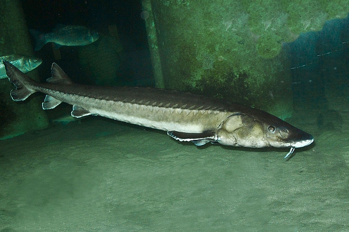 Stör im Aquarium