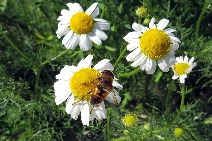 Schwebfliege auf Kamillenblüte