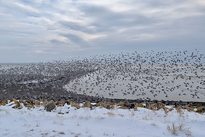 Vogelschwarm landet an Halligkante