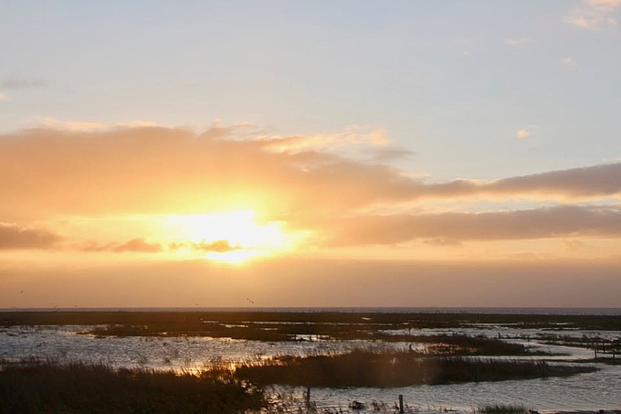 Salzwiese nach Landunter auf Hallig Langeneß