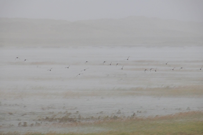 Krickenten fliegen in Regenschauer