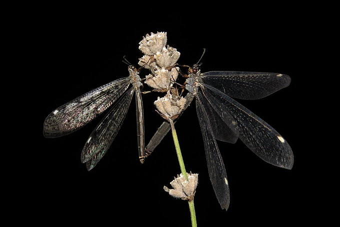 Zwei ähnliche Ameisenjungfern