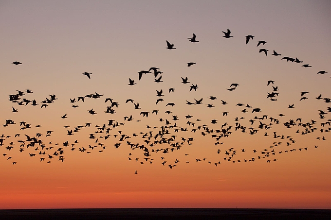 Schlafplatzflug der Gänse