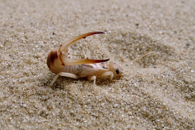 Ohrwurm streckt Zangen nach vorn