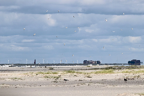Seeschwalben über dem Japsand