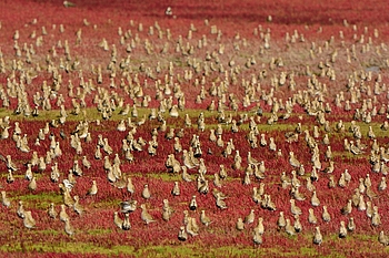 Vogelschwarm in roter Wiese
