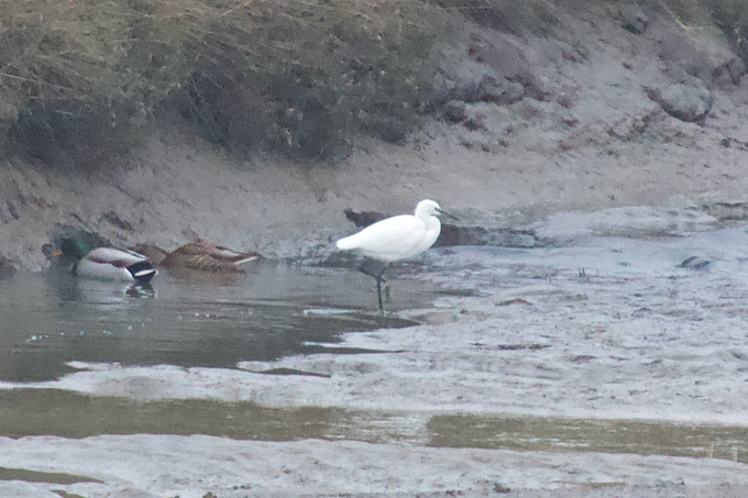 Seidenreiher und Stockenten in Priel