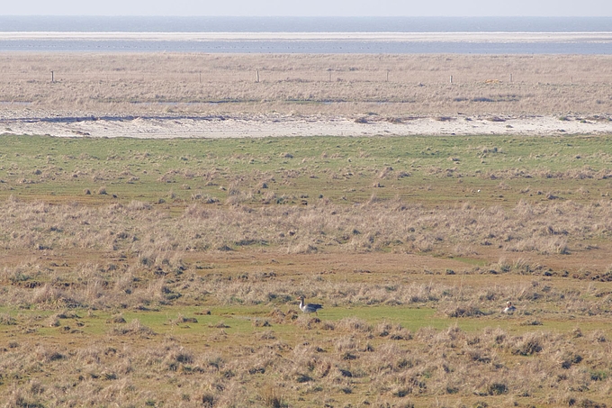 Graugänse vor St. Peter-Ording