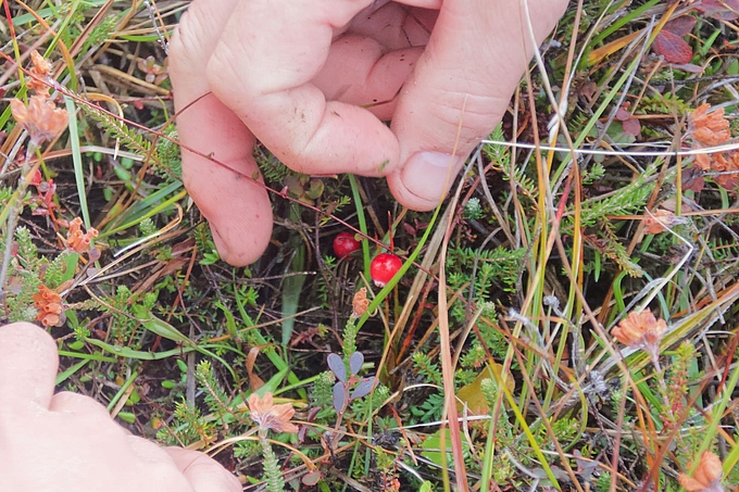 Leuchtend rote Cranberrys zwischen herbstlicher Glockenheide