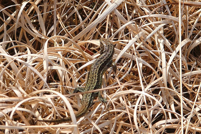 Waldeidechse auf Vegetation