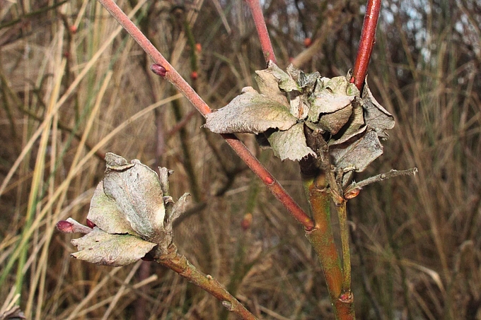 Blätterbüschel an Weidenzweigen Blätterbüschel an Weidenzweigen