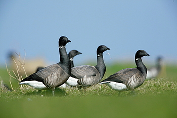 Aufmerksame Ringelgänse in der Salzwiese