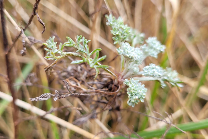 Frische grau-grüne Blätter vor alten braunen Pflanzen