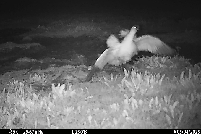 Säbelschnäbler verlässt in Panik das Nest