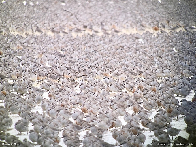 Blick durch das Fernrohr auf einen Vogelschwarm.