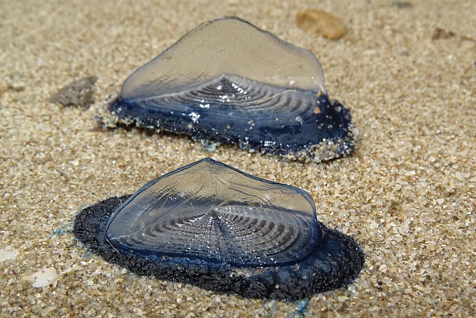 Zwei Segelquallen am Strand
