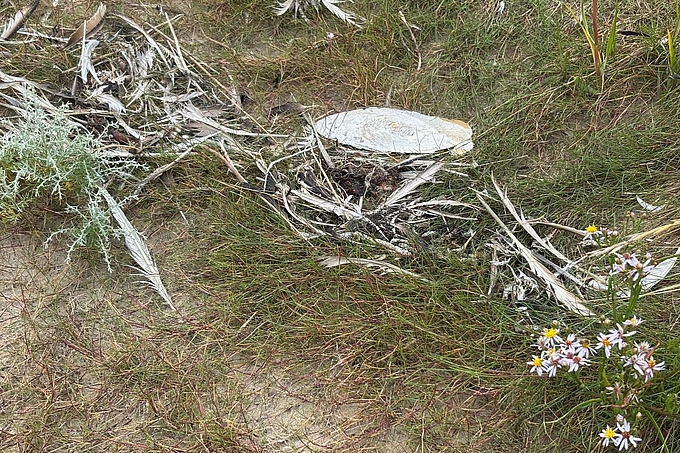 Feder-Spülsaum
