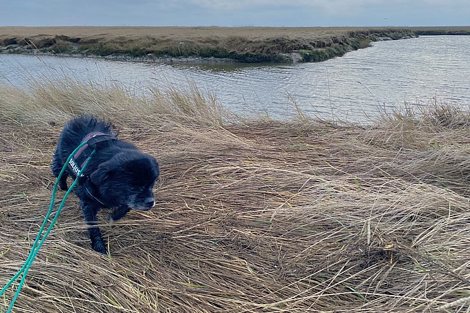 Hund an provisorischer Leine