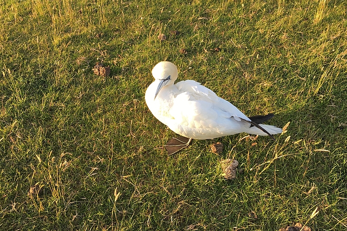 Schwacher Basstölpel am Deich