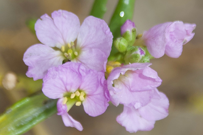 Blüten aus der Nähe