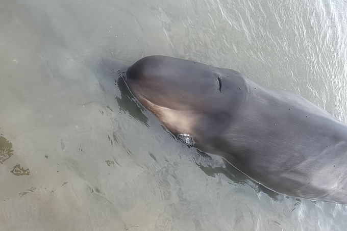 Entenwal im Flachwasser