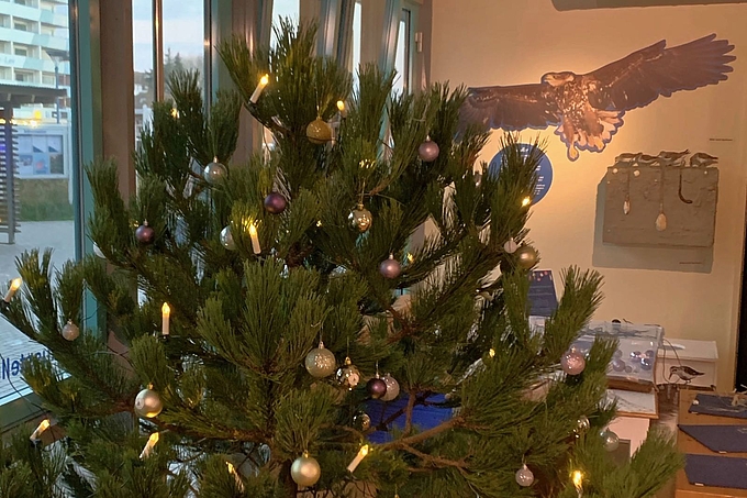 Weihnachtsbaum im Nationalpark-Haus St. Peter-Ording