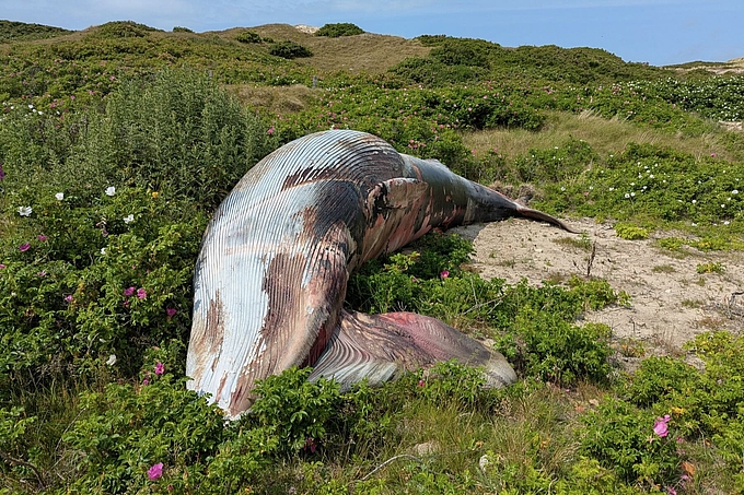 Zwergwal liegt an Düne