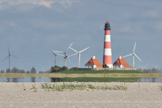 Seeschwalbe vor Leuchtturm und Windrädern