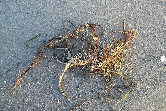 Freigespülte Rhizome Freigespülte Rhizome