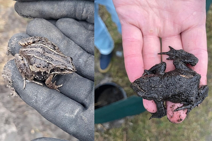 Zwei Amphibien jeweils auf einer Hand