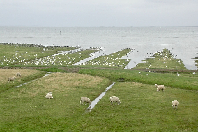 Hohe Salzwiese mit Schafen und Vogelschwärmen Hohe Salzwiese mit Schafen und Vogelschwärmen