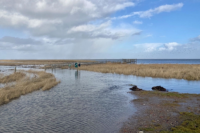 Überflutete Wiesen auf Amrum