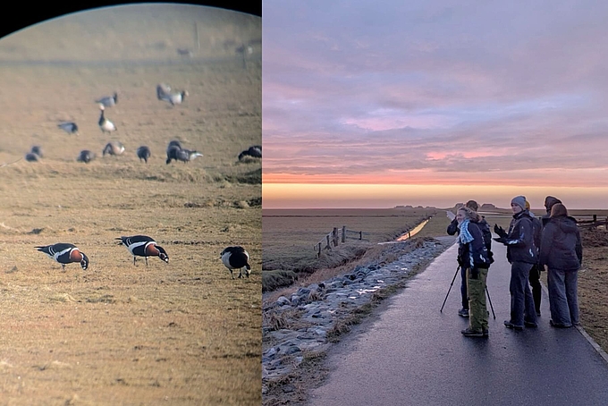 Collage zur Vogelbeobachtung Collage zur Vogelbeobachtung