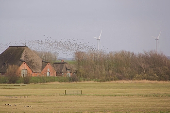 Haubarg mit fliegenden Gänsen und Windanlagen