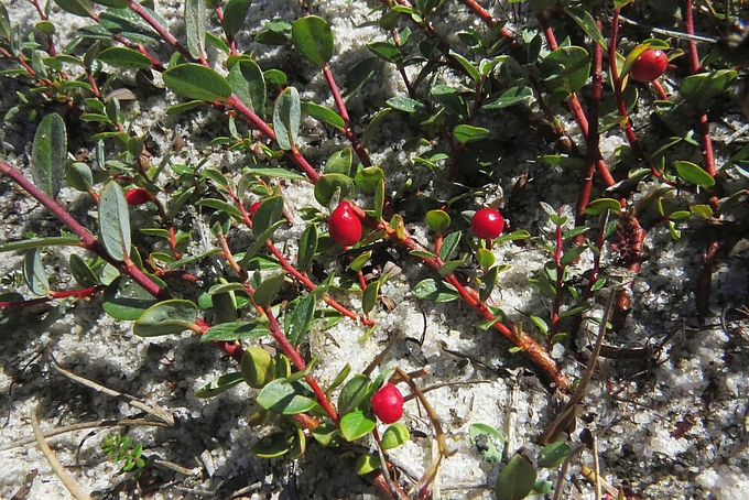 Rote Weidengallen Rote Weidengallen
