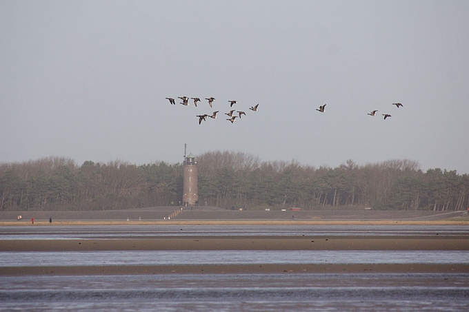 Gänsetrupp vor dem Böhler Leuchtturm