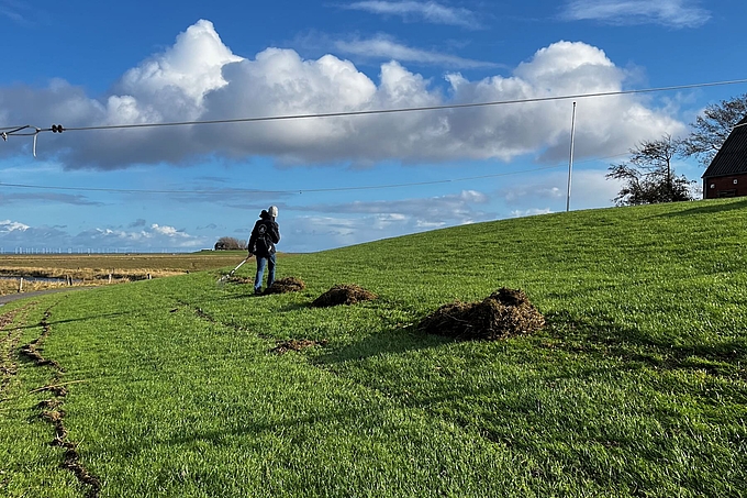 Freiwillige räumt Spülsaum Freiwillige räumt Spülsaum