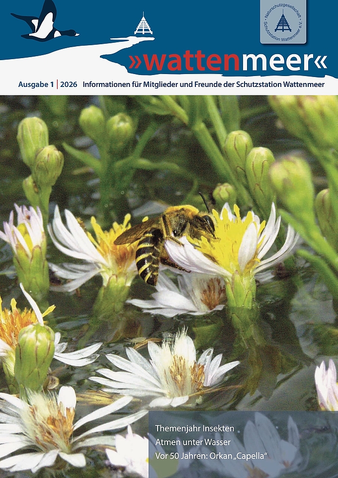 Biene auf Blüte in überfluteter Salzwiese