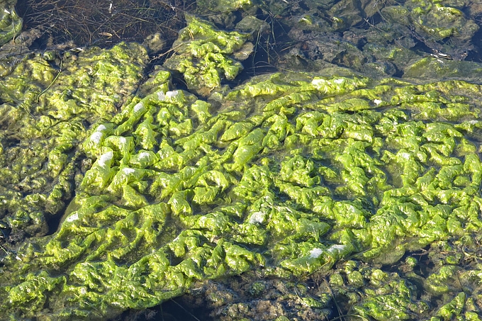 Blätter in Flachwasser