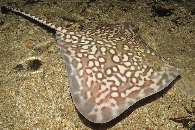 Nagelrochen in Aquarium