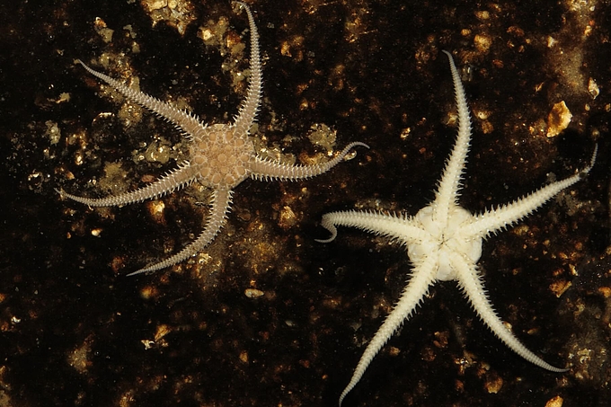 Schlangensterne mit gestreckten Armen Schlangensterne mit gestreckten Armen
