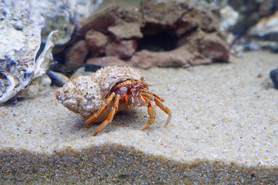 Einsiedlerkrebs im Aquarium