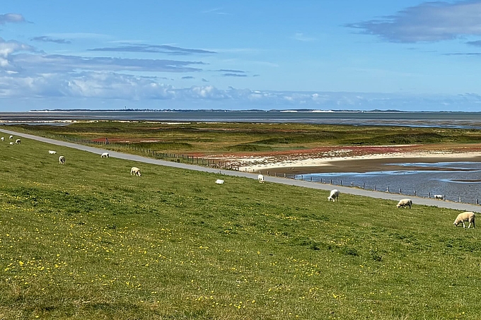 Vorland am Sörenswai auf Föhr Vorland am Sörenswai auf Föhr